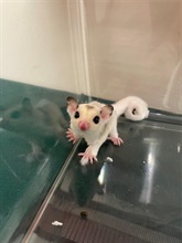 Hong Kong Customs yesterday (February 11) detected a suspected case of illegal importing of animals at the Lok Ma Chau Spur Line Control Point. Eleven suspected illegally imported animals, namely one sugar glider, three mice, three hamsters and four guinea pigs, with an estimated market value of about $1,600, were seized. Photo shows the suspected illegally imported sugar glider seized.