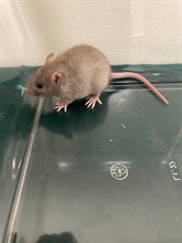 Hong Kong Customs yesterday (February 11) detected a suspected case of illegal importing of animals at the Lok Ma Chau Spur Line Control Point. Eleven suspected illegally imported animals, namely one sugar glider, three mice, three hamsters and four guinea pigs, with an estimated market value of about $1,600, were seized. Photo shows one of the suspected illegally imported mice seized.