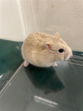 Hong Kong Customs yesterday (February 11) detected a suspected case of illegal importing of animals at the Lok Ma Chau Spur Line Control Point. Eleven suspected illegally imported animals, namely one sugar glider, three mice, three hamsters and four guinea pigs, with an estimated market value of about $1,600, were seized. Photo shows one of the suspected illegally imported hamsters seized.