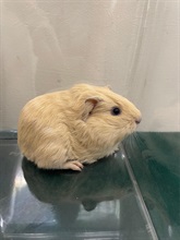 Hong Kong Customs yesterday (February 11) detected a suspected case of illegal importing of animals at the Lok Ma Chau Spur Line Control Point. Eleven suspected illegally imported animals, namely one sugar glider, three mice, three hamsters and four guinea pigs, with an estimated market value of about $1,600, were seized. Photo shows one of the suspected illegally imported guinea pigs seized.