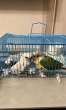 Hong Kong Customs seized two illegally imported live birds, suspected to be scheduled endangered species, with an estimated market value of about $1,400, at the Shenzhen Bay Control Point yesterday (February 10). Photo shows the live birds seized.