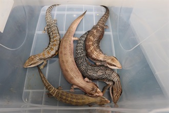 Hong Kong Customs today (February 26) seized five live lizards of suspected scheduled endangered species at the Shenzhen Bay Control Point, with a total estimated market value of about $15,000. Photo shows the live lizards of suspected scheduled endangered species seized.