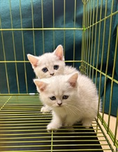 Hong Kong Customs yesterday (February 26) detected a suspected case of illegal importing of animals at the Lo Wu Control Point. Three suspected illegally imported cats with a total estimated market value of about $75,000 were seized. Photo shows two of the suspected illegally imported cats seized.