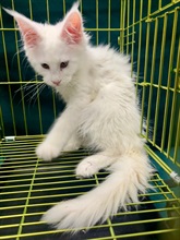 Hong Kong Customs yesterday (February 26) detected a suspected case of illegal importing of animals at the Lo Wu Control Point. Three suspected illegally imported cats with a total estimated market value of about $75,000 were seized. Photo shows one of the suspected illegally imported cats seized.