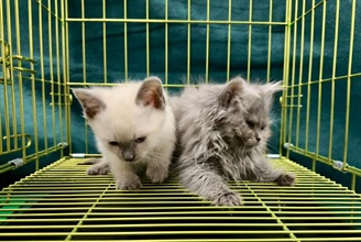 Hong Kong Customs yesterday (March 4) detected a suspected case of illegal importing of animals at the Lo Wu Control Point. Two suspected illegally imported cats with a total estimated market value of about $38,000 were seized. Photo shows the suspected illegally imported cats seized.
