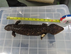 香港海關昨日（三月十六日）在香港國際機場檢獲八隻活蜥蜴，當中七隻懷疑屬受管制瀕危物種，以及二十四條活蛇，估計市值共約六十萬元。 圖示其中一隻檢獲的懷疑屬受管制瀕危物種活蜥蜴。