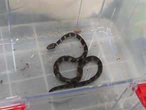 香港海關昨日（三月十六日）在香港國際機場檢獲八隻活蜥蜴，當中七隻懷疑屬受管制瀕危物種，以及二十四條活蛇，估計市值共約六十萬元。 圖示其中一條檢獲的活蛇。