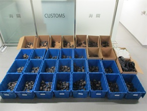 Hong Kong Customs yesterday (March 17) detected a suspected live turtle smuggling case involving an outgoing private car at the Hong Kong-Zhuhai-Macao Bridge Hong Kong Port and seized 986 live turtles, with a total estimated market value of about $1 million. Photo shows the suspected smuggled live turtles seized.