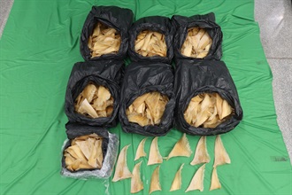 Hong Kong Customs yesterday (March 22) seized about 52 kilograms of suspected scheduled dried shark fins of an endangered species at Hong Kong International Airport. Photo shows the dried shark fins seized.