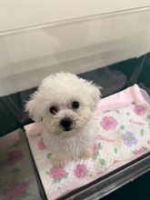 Hong Kong Customs today (April 2) detected a suspected case of illegal importing of animal at the Lok Ma Chau Spur Line Control Point. A suspected illegally imported dog with an estimated market value of about $20,000 was seized. Photo shows the suspected illegally imported dog seized.