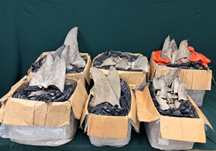Hong Kong Customs yesterday (April 2) seized about 162 kilograms of suspected scheduled dried shark fins, with an estimated market value of about $280,000. Photo shows the suspected scheduled dried shark fins seized.