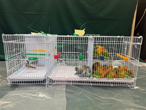 Hong Kong Customs yesterday (April 22) seized 26 illegally imported live birds of suspected scheduled endangered species and 215 live birds, with an estimated market value of about $58,000, at the Lo Wu Control Point. Photo shows the live birds of suspected scheduled endangered species seized.
