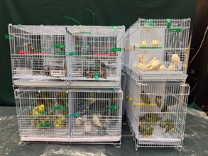 Hong Kong Customs yesterday (April 22) seized 26 illegally imported live birds of suspected scheduled endangered species and 215 live birds, with an estimated market value of about $58,000, at the Lo Wu Control Point. Photo shows the live birds seized.