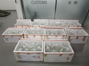 Hong Kong Customs today (April 29) detected an endangered species smuggling case involving a cross-boundary private car at the Hong Kong-Zhuhai-Macao Bridge Hong Kong Port and seized 1 366 live arapaimas of suspected scheduled endangered species, with a total estimated market value of about $100,000. Photo shows the live arapaimas of suspected scheduled endangered species seized.