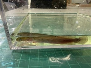 Hong Kong Customs today (April 29) detected an endangered species smuggling case involving a cross-boundary private car at the Hong Kong-Zhuhai-Macao Bridge Hong Kong Port and seized 1 366 live arapaimas of suspected scheduled endangered species, with a total estimated market value of about $100,000. Photo shows one of the live arapaimas of suspected scheduled endangered species.