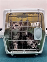 Hong Kong Customs today (May 11) detected two suspected cases of illegal importing of animals at the Lok Ma Chau Spur Line Control Point. Six suspected illegally imported live cats with a total estimated market value of about $60,000 were seized. Photo shows the suspected illegally imported live cats seized from the personal baggage of a 59-year-old incoming male passenger.