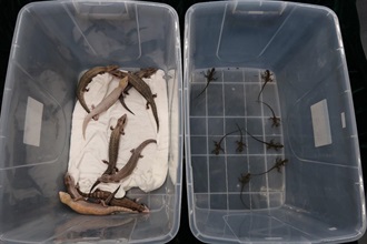 Customs today (May 16) seized 17 live lizards of suspected scheduled endangered species at the Shenzhen Bay Control Point, with a total estimated market value of about $51,000. Photo shows the live lizards of suspected scheduled endangered species seized.