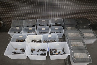 Hong Kong Customs yesterday (May 18) detected two smuggling export cases involving cross-boundary private cars at the Shenzhen Bay Control Point and Hong Kong-Zhuhai-Macao Bridge Hong Kong Port respectively, and seized 427 live turtles, eight turtle eggs and 222 live lizards with a total estimated market value of about $521,000. Photo shows the live lizards and live turtles seized in the first case.