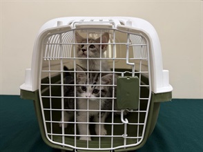 Hong Kong Customs yesterday (May 20) detected two suspected cases of illegal importing of animals at the Lok Ma Chau Spur Line Control Point. Four suspected illegally imported live cats with a total estimated market value of about $70,000 were seized. Photo shows two suspected illegally imported live cats seized from the personal baggage of a 61-year-old incoming female passenger.