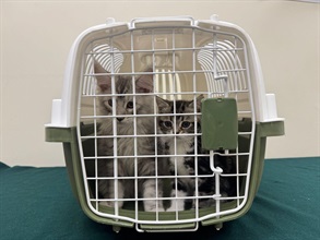 Hong Kong Customs yesterday (May 20) detected two suspected cases of illegal importing of animals at the Lok Ma Chau Spur Line Control Point. Four suspected illegally imported live cats with a total estimated market value of about $70,000 were seized. Photo shows two suspected illegally imported live cats seized from the personal baggage of a 59-year-old incoming female passenger.