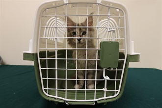 Hong Kong Customs yesterday (May 21) detected a suspected case of illegal importing of an animal at the Lok Ma Chau Spur Line Control Point. One suspected illegally imported live cat with an estimated market value of about $25,000 was seized. Photo shows the suspected illegally imported live cat seized.