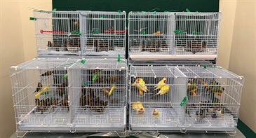 Hong Kong Customs yesterday (May 22) detected a suspected case of illegal importing of live birds at the Heung Yuen Wai Boundary Control Point. 278 live birds with an estimated market value of about $800 were seized. Photo shows the suspected illegally imported live birds seized.