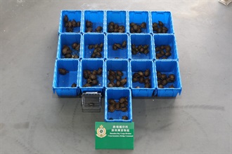Hong Kong Customs today (May 29) seized 153 turtles of suspected scheduled endangered species at the Shenzhen Bay Control Point, with a total estimated market value of about $1.58 million. Photo shows the turtles of suspected scheduled endangered species seized.