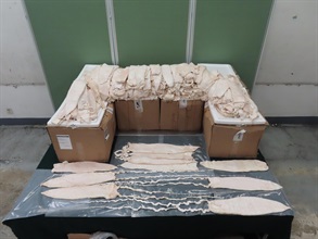Hong Kong Customs yesterday (June 10) seized about 149 kilograms of suspected fresh fish maws of scheduled totoaba, with an estimated market value of about $23.8 million, at Hong Kong International Airport. Photo shows some of the suspected fresh fish maws of scheduled totoaba seized, which were mixed with frozen fish fillets.