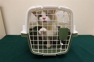 Hong Kong Customs today (June 9) detected a suspected case of illegal importing of animal at the Lok Ma Chau Spur Line Control Point. One suspected illegally imported live cat with an estimated market value of about $15,000 was seized. Photo shows the suspected illegally imported live cat seized.
