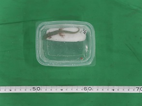 Hong Kong Customs yesterday (June 9) seized seven snakes, 19 lizards and five turtles of suspected endangered species, with a total estimated market value of about $173,800, at Hong Kong International Airport. Photo shows one of the lizards of suspected endangered species seized.