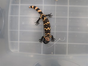 Hong Kong Customs yesterday (June 9) seized seven snakes, 19 lizards and five turtles of suspected endangered species, with a total estimated market value of about $173,800, at Hong Kong International Airport. Photo shows one of the lizards of suspected endangered species seized.