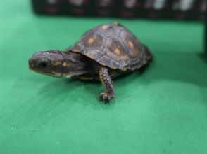 Hong Kong Customs yesterday (June 9) seized seven snakes, 19 lizards and five turtles of suspected endangered species, with a total estimated market value of about $173,800, at Hong Kong International Airport. Photo shows one of the turtles of suspected endangered species seized.