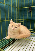 Hong Kong Customs today (June 11) detected a suspected case of illegal importing of animal at the Lo Wu Control Point. One suspected illegally imported live cat with an estimated market value of about $15,000 was seized. Photo shows the suspected illegally imported live cat seized.