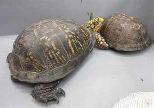 Hong Kong Customs yesterday (June 12) seized eight live turtles of suspected scheduled endangered species, with an estimated market value of about $16,000, at Hong Kong International Airport. Photo shows two of the live turtles of suspected scheduled endangered species seized.