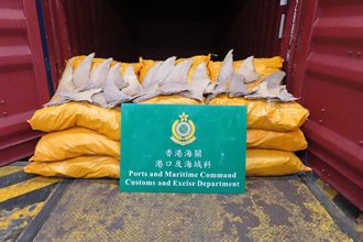 Hong Kong Customs yesterday (June 16) seized about 240 kilograms of suspected dried fins of scheduled guitarfishes, with an estimated market value of about $500,000. Photo shows some of the seized suspected dried fins of scheduled guitarfishes.