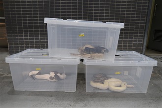 Hong Kong Customs on June 26 detected a smuggling case involving a cross-boundary private car at the Shenzhen Bay Control Point and seized 386 live turtles, 27 live snakes and two live lizards of suspected scheduled endangered species, with a total estimated market value of about $625,000. Photo shows some of the live snakes of suspected scheduled endangered species seized.