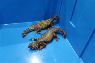 Hong Kong Customs on June 26 detected a smuggling case involving a cross-boundary private car at the Shenzhen Bay Control Point and seized 386 live turtles, 27 live snakes and two live lizards of suspected scheduled endangered species, with a total estimated market value of about $625,000. Photo shows the live lizards of suspected scheduled endangered species seized.
