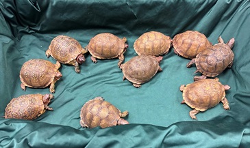 Hong Kong Customs yesterday (June 28) seized 10 live turtles of suspected scheduled endangered species with an estimated market value of about $26,000 at Hong Kong International Airport. Photo shows the suspected scheduled endangered live turtles seized.