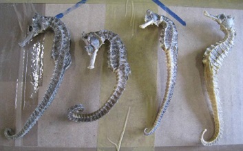 Customs seized 398 kilogrammes of unmanifested dried seahorses valued at about $3.16 million hidden inside a 20-foot container shipped to Hong Kong.