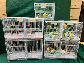 Hong Kong Customs yesterday (July 2) seized 136 suspected illegally imported live birds, with an estimated market value of about $6,800, at the Lo Wu Control Point. Photo shows the suspected illegally imported live birds seized.