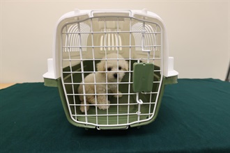 Hong Kong Customs today (July 3) detected a suspected case of illegal importing of animal at the Lok Ma Chau Spur Line Control Point. One suspected illegally imported live dog with an estimated market value of about $19,000 was seized. Photo shows the suspected illegally imported live dog seized.