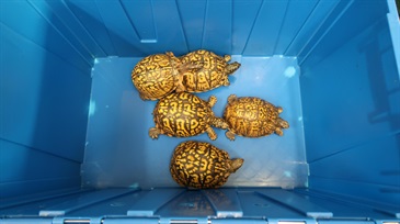 Hong Kong Customs today (Jul 11) seized five live turtles of suspected scheduled endangered species at the Shenzhen Bay Control Point, with a total estimated market value of about $50,000. Photo shows the live turtles of suspected scheduled endangered species seized.