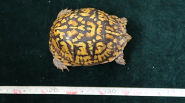 Hong Kong Customs today (Jul 11) seized five live turtles of suspected scheduled endangered species at the Shenzhen Bay Control Point, with a total estimated market value of about $50,000. Photo shows one of the live turtles of suspected scheduled endangered species seized.