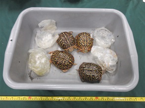 Hong Kong Customs seized four live turtles of suspected scheduled endangered species, with an estimated market value of about $40,000, at Hong Kong International Airport on July 10. Photo shows the batch of live turtles of suspected scheduled endangered species.