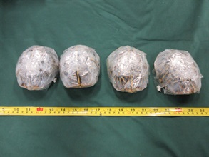 Hong Kong Customs seized four live turtles of suspected scheduled endangered species, with an estimated market value of about $40,000, at Hong Kong International Airport on July 10. Photo shows the batch of live turtles of suspected scheduled endangered species wrapped by plastic tapes.