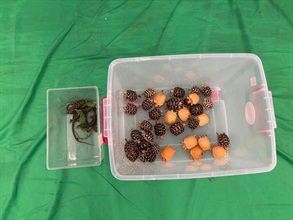 Hong Kong Customs yesterday (July 16) seized 36 live tortoises and eight live lizards of suspected scheduled endangered species at Hong Kong International Airport. Photo shows the suspected scheduled endangered live tortoises and lizards seized.