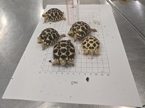Hong Kong Customs yesterday (July 16) seized 36 live tortoises and eight live lizards of suspected scheduled endangered species at Hong Kong International Airport. Photo shows some of the suspected scheduled endangered live tortoises seized.