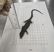Hong Kong Customs yesterday (July 16) seized 36 live tortoises and eight live lizards of suspected scheduled endangered species at Hong Kong International Airport. Photo shows one of the suspected scheduled endangered live lizards seized.