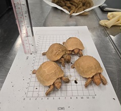 Hong Kong Customs yesterday (July 16) seized 36 live tortoises and eight live lizards of suspected scheduled endangered species at Hong Kong International Airport. Photo shows some of the suspected scheduled endangered live tortoises seized.