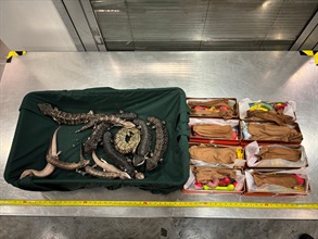 Hong Kong Customs yesterday (July 18) seized 11 live lizards of suspected scheduled endangered species at Hong Kong International Airport, with an estimated market value of about $205,000. Photo shows the live lizards of suspected scheduled endangered species seized.